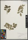 Foto von Salix myrsinites L. x Salix nigricans Sm.